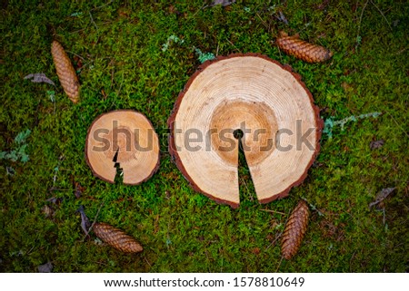 Crossection of pine tree with rings