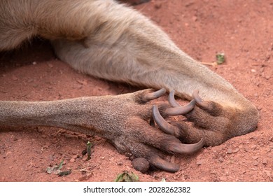 Crossed paws of a kangaroo with red sand on background