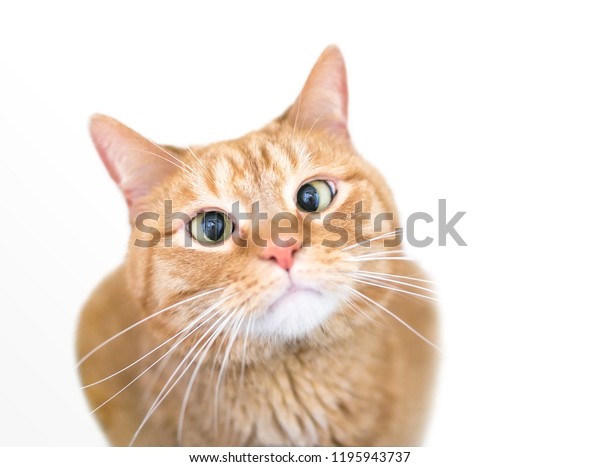 Crosseyed Domestic Shorthair Orange Tabby Cat Stock Photo Edit