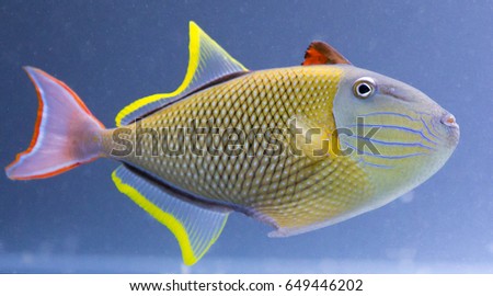 Crosshatch Trigger fish.