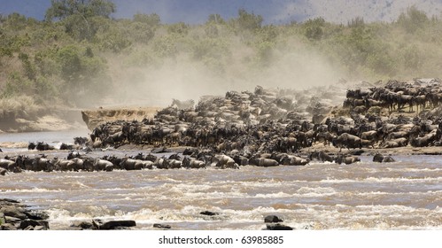 Crossing The Mara River During The Great Migration In Kenya