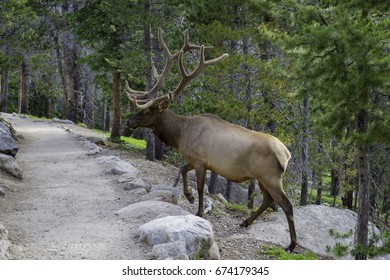 Crossing paths with an elk
