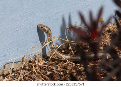 cross-marked grass snake, Psammophis crucifer, observed in Simon's Town, South Africa - Shutterstock ID 2253117571