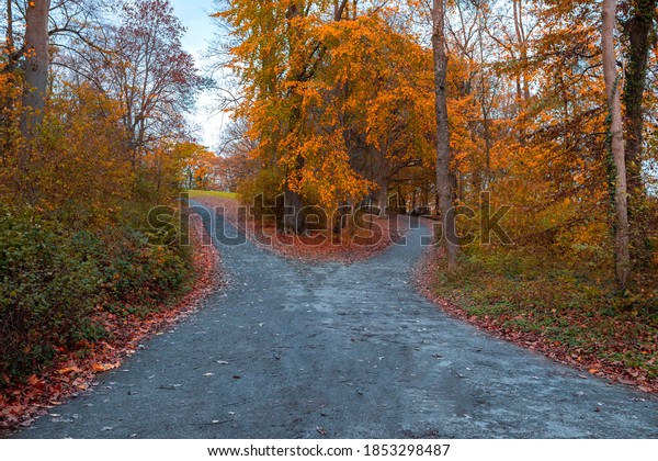 \
the\
crossroads forest road divides from one in two roads which each\
leads in different directions, autumn\
park