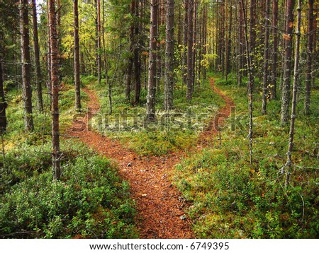 Crossroads in the Karelian forest