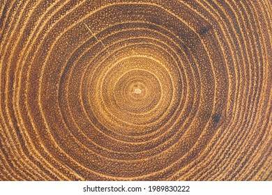 Cross-section Of Acacia Tree With Concentric Growth Rings