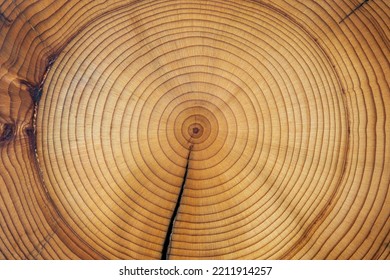 Cross-section Of A Cedar Wood Showing Concentric Growth Rings And Radial Crack. Tree Anatomy. Wood Grain. Abstract Background