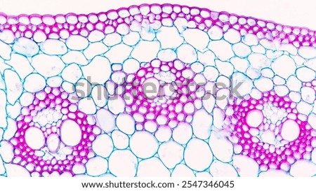 A cross-section of corn (monocot) stem showing scattered vascular bundles, parenchyma, and epidermis tissue