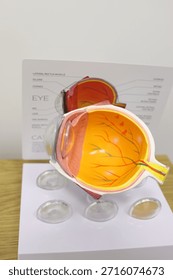 Cross-section model of a human eye showing detailed internal structures including the retina’s blood vessels, lens, cornea, and optic nerve, used for medical education.