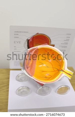 Cross-section model of a human eye showing detailed internal structures including the retina’s blood vessels, lens, cornea, and optic nerve, used for medical education.