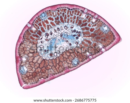 Cross-Section of a Pine Needle (Pinus) under microscope