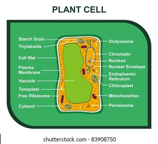 1,652 Plant cell wall structure Images, Stock Photos & Vectors ...