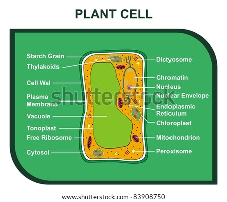 Cross-Section of PLANT CELL including Al Parts ( cell wall, ribosomes, plasma membrane, chromatin, nucleus, chloroplast, reticulum, mitochondrion ... ) Helpful for Education & Schools