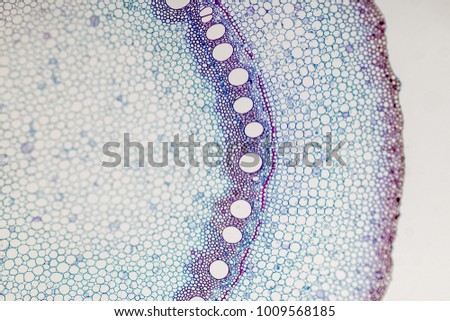 
Cross-section Plant Stem under the microscope for classroom education.
