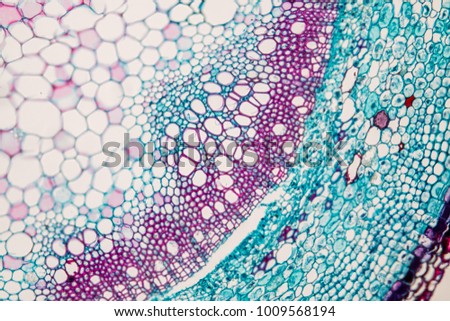 
Cross-section Plant Stem under the microscope for classroom education.