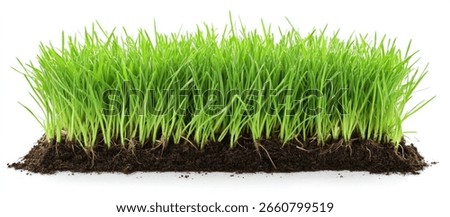 The cross-section of the soil and grass on a white background, with roots growing underground
