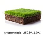 Cross-section of soil with vibrant green grass growing, isolated on a white background, showcasing a healthy meadow ecosystem