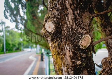 A cross-section of a tree branch