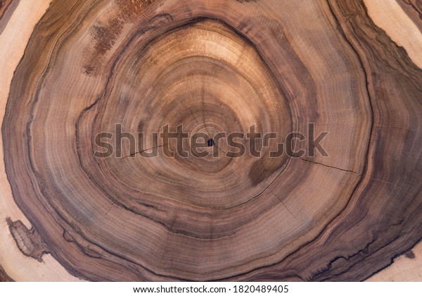 Cross-section of the walnut tree\
with growth rings. The abstract circular pattern of the wood stump\
slice