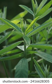 Crotalaria juncea (orok-orok, lambau, sun hemp, sunn hemp, brown hemp). This plant is usually used for fertilizer and has the potential to be bio-fuel