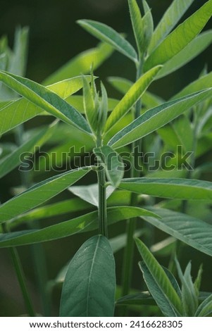 Crotalaria juncea (orok-orok, lambau, sun hemp, sunn hemp, brown hemp). This plant is usually used for fertilizer and has the potential to be bio-fuel