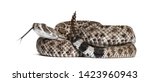 Crotalus atrox, western diamondback rattlesnake or Texas diamond-back, venomous snake against white background