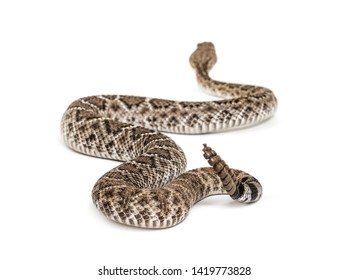 Crotalus Atrox Western Diamondback Rattlesnake Texas Stock Photo ...