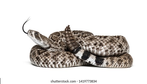 Crotalus Atrox Western Diamondback Rattlesnake Texas Stock Photo (Edit ...