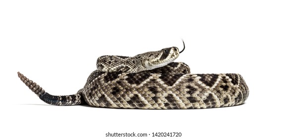 6,383 Rattlesnake white background Images, Stock Photos & Vectors ...