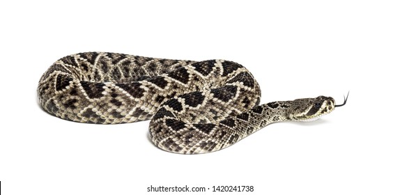 267 Black diamond rattlesnake Images, Stock Photos & Vectors | Shutterstock