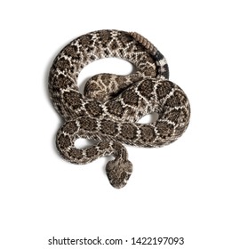 Crotalus Atrox Western Diamondback Rattlesnake Texas Stock Photo ...