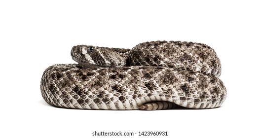 Crotalus Atrox Western Diamondback Rattlesnake Texas Stock Photo ...