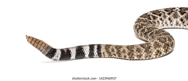 1,463 Western rattlesnake Stock Photos, Images & Photography | Shutterstock