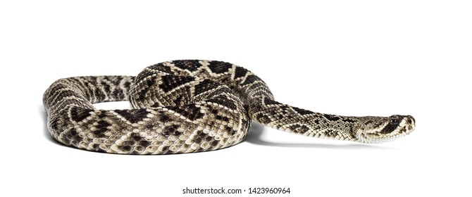 Rattlesnake Images, Stock Photos & Vectors | Shutterstock