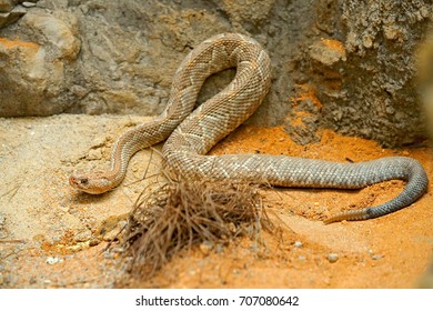 Crotalus Durissus Unicolor, Aruba Island Rattlesnake, Cascabel. Rare Endemic Snake From Aruba Island. Dangerous Poison Snake In Nature Habitat, Stone And Sand.