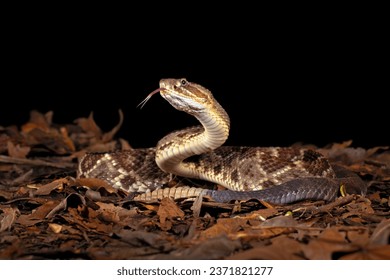 Crotalus simus is a venomous pit viper species found in Mexico and Central America. Middle American rattlesnake.