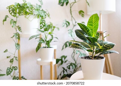 Croton or Codiaeum in a white flower pot stands on a wooden stand for flowers in the living room against the backdrop of many home plants. Home plants care concept. 