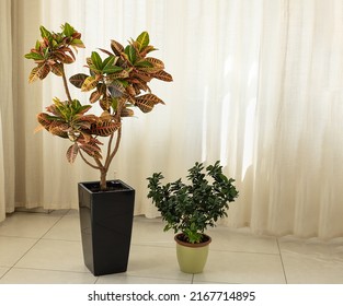 Croton Flower Tree In Large Dark Flower Pot And Small Ficus Microcarpa On Floor Against The Background Of Light Curtains. House Plants In The Room