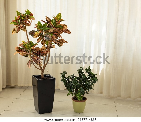 Croton flower tree in large dark flower pot and\
small ficus microcarpa on floor against the background of light\
curtains. House plants in the\
room