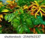 Croton megalocarpus or croton tree is a species that is widespread in Africa, it can be found from the eastern part of the Democratic Republic of the Congo to Uganda, from Kenya to Zambia and Mozambiq