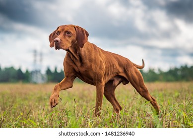 Crouching hunting dog. Closeup portrait of a Hungarian vyzhly. - Shutterstock ID 1481236940