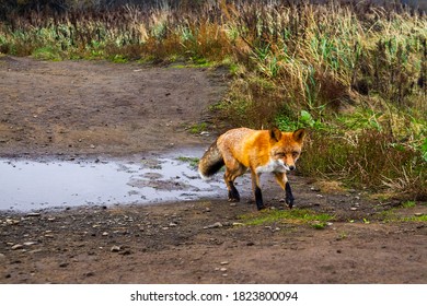 Crouching Red Fox On Background Puddle Stock Photo 1823800094