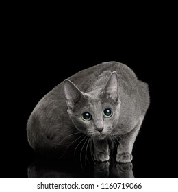 Crouching Russian Blue Cat Sitting, And Looks Scared On Isolated Black Background