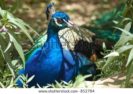 Crouching Tiger, Hidden Peacock