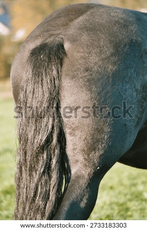 Croup of a horses back
