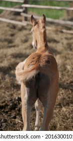 Croup, Tail Of A Red Foal. Selective Focus