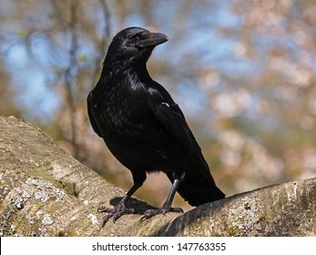 Crow