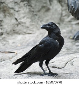 Crow 