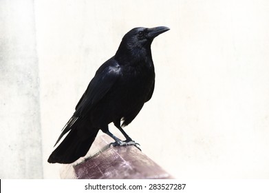 Crow