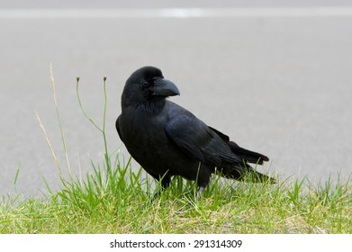 crow